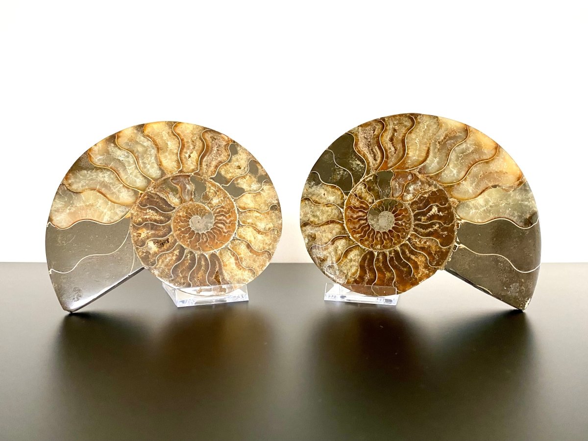 5.67" Ammonite Fossil, Cleoniceras species (2 - sides, cut and polished) - FossilsAndMore