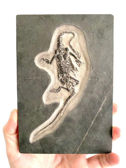 5.68" Keichousaurus Hui fossil, triassic marine reptile - FossilsAndMore