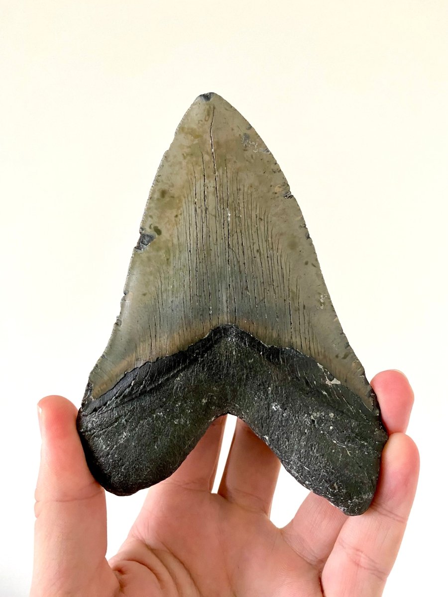 5.69" Megalodon tooth fossil from USA - FossilsAndMore