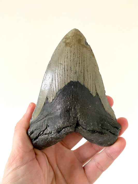 5.69" Megalodon tooth fossil from USA - FossilsAndMore