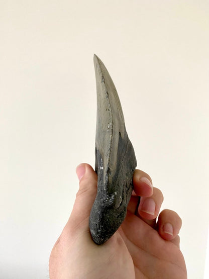 5.69" Megalodon tooth fossil from USA - FossilsAndMore