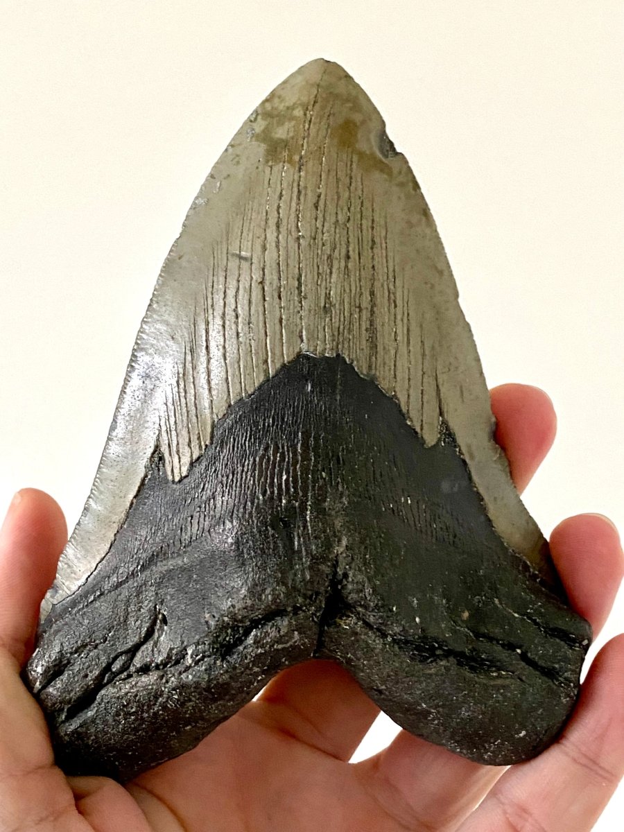 5.69" Megalodon tooth fossil from USA - FossilsAndMore