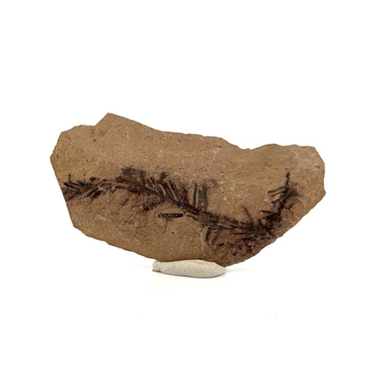 Metasequoia sp. Dawn Redwood leaf fossil (2.25") from Eocene, Canada