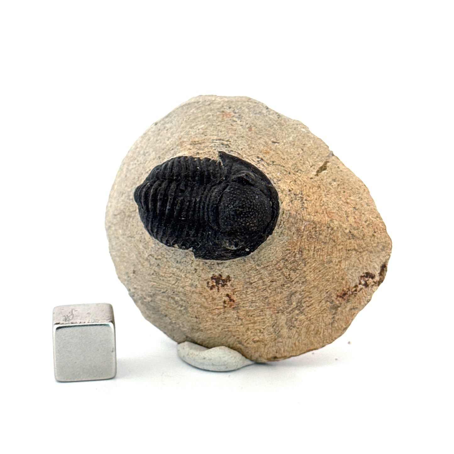 Gerastos granulosus Devonian Trilobite Fossil from, Morocco (A012)