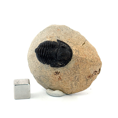 Gerastos granulosus Devonian Trilobite Fossil from, Morocco (A012)