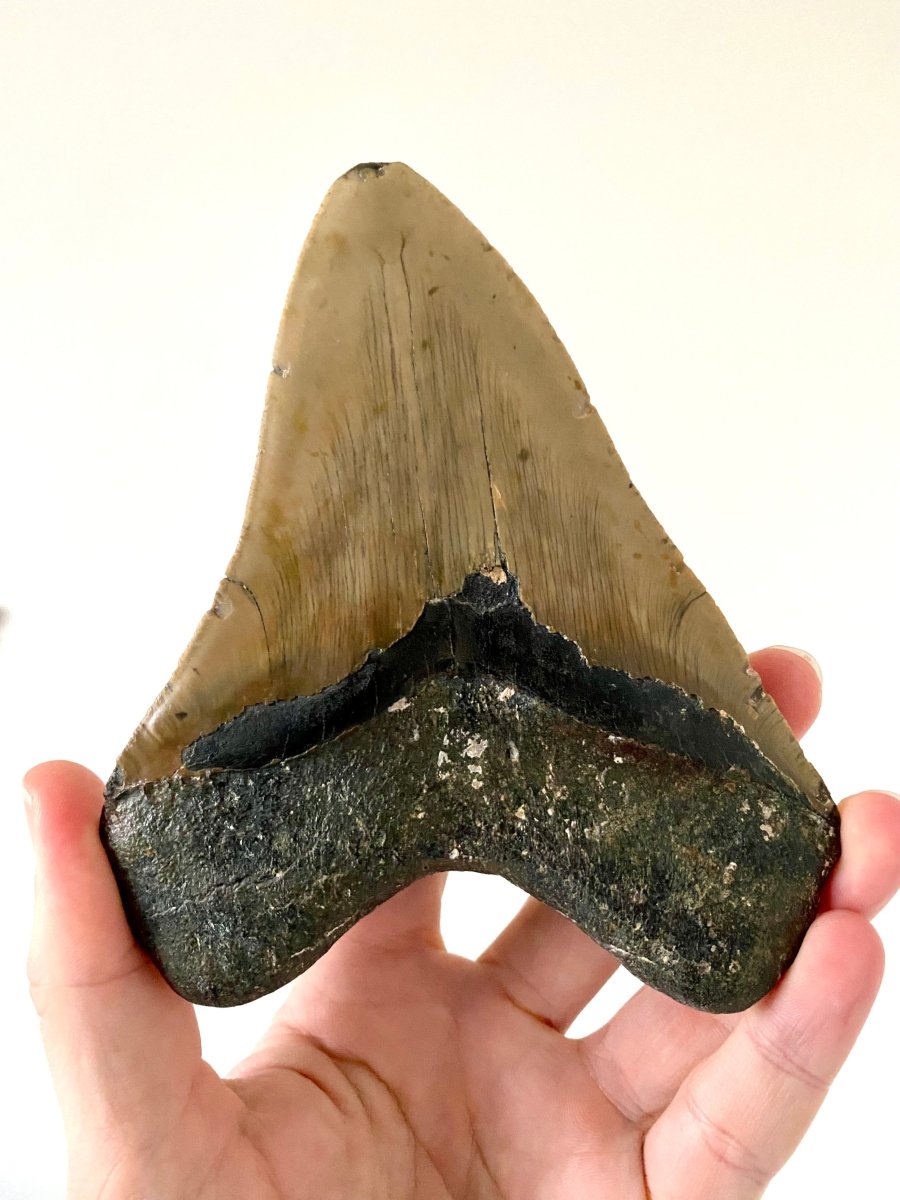 5.72" Megalodon tooth fossil from USA - FossilsAndMore