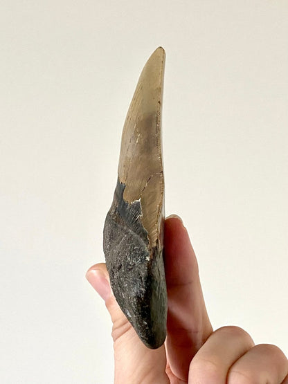 5.72" Megalodon tooth fossil from USA - FossilsAndMore