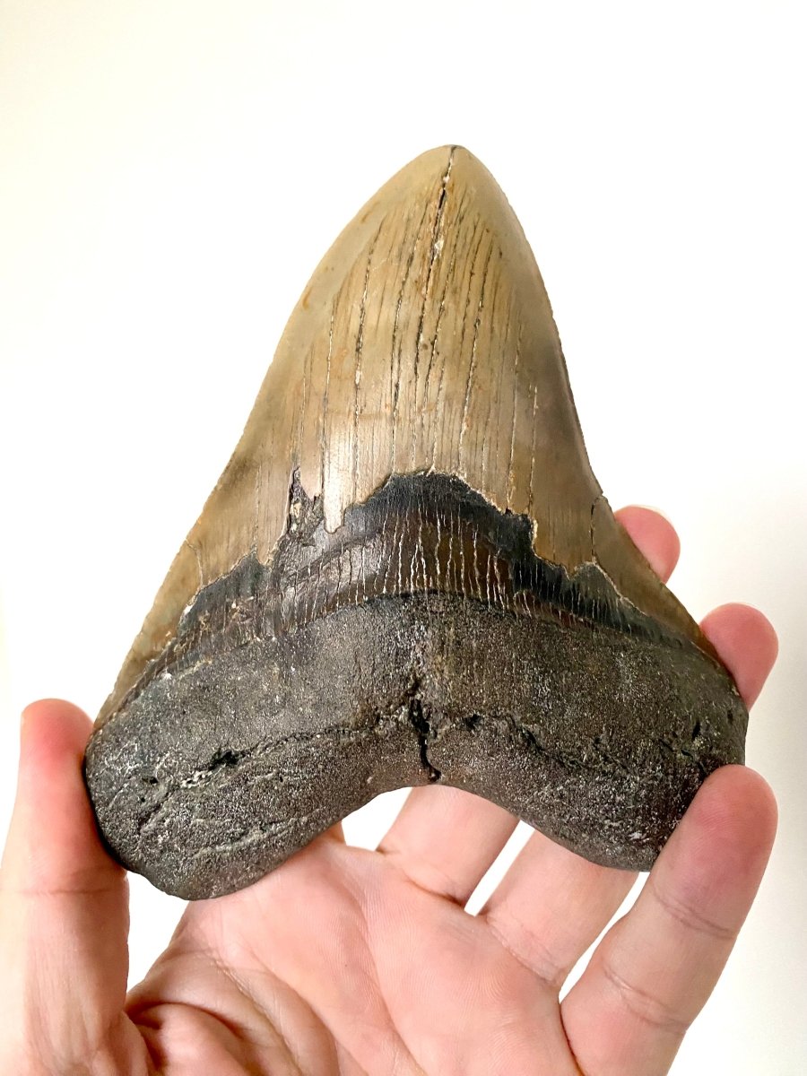 5.72" Megalodon tooth fossil from USA - FossilsAndMore