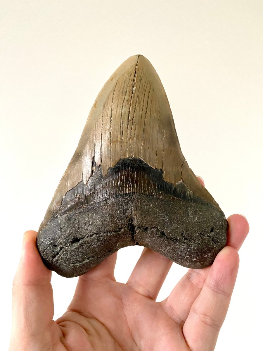 5.72" Megalodon tooth fossil from USA - FossilsAndMore