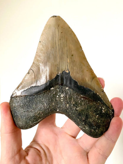 5.72" Megalodon tooth fossil from USA - FossilsAndMore