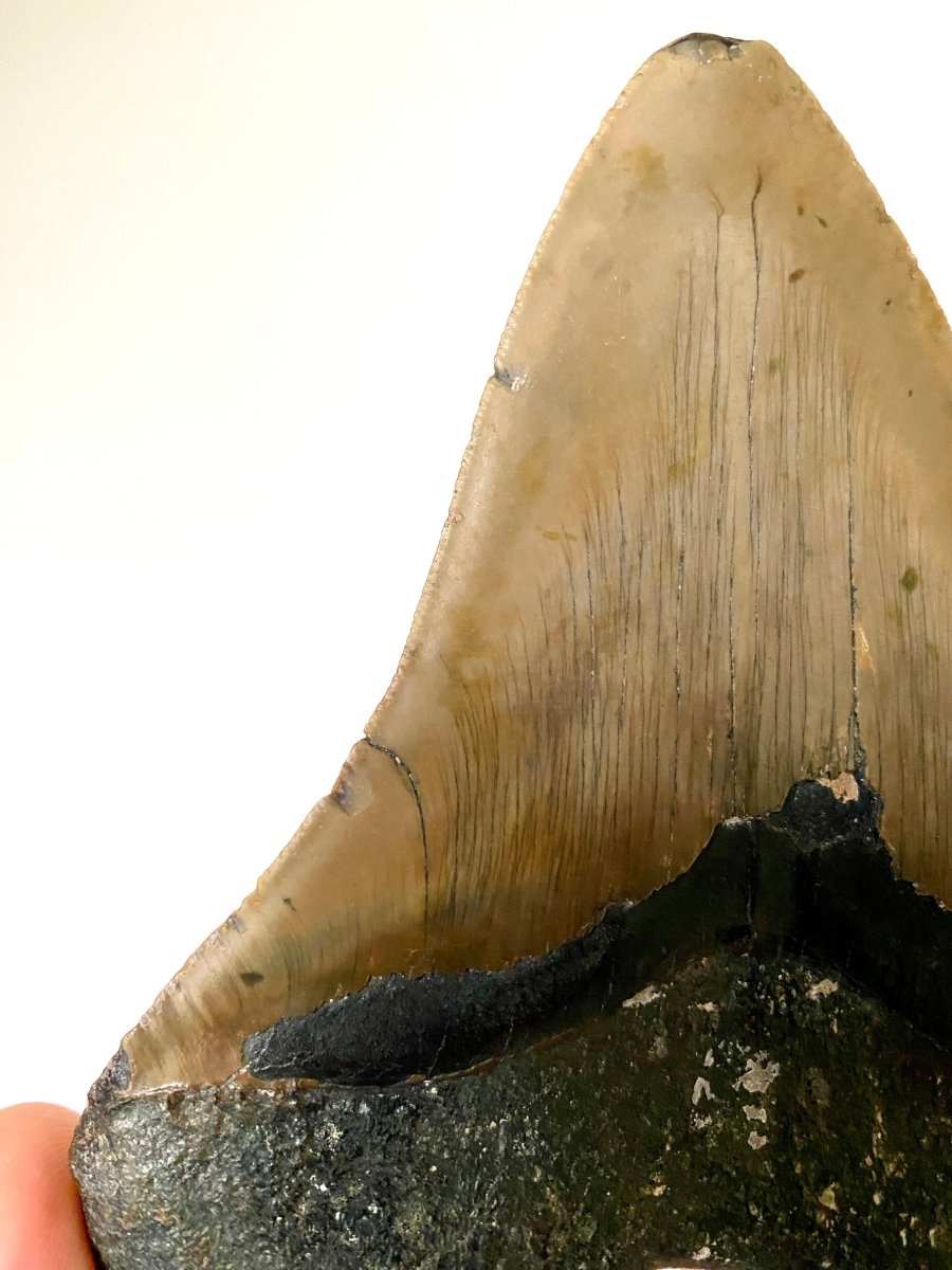 5.72" Megalodon tooth fossil from USA - FossilsAndMore