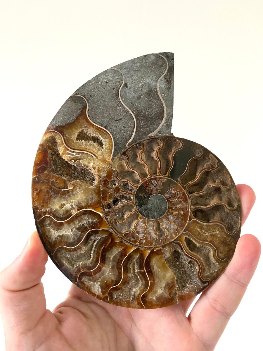 5.80" Ammonite Fossil, Cleoniceras species (2 - sides, cut and polished) - FossilsAndMore