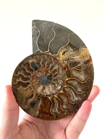 5.80" Ammonite Fossil, Cleoniceras species (2 - sides, cut and polished) - FossilsAndMore