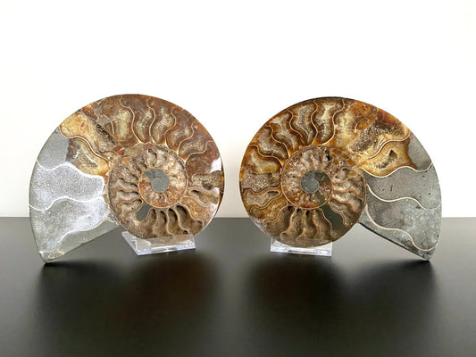 5.80" Ammonite Fossil, Cleoniceras species (2 - sides, cut and polished) - FossilsAndMore