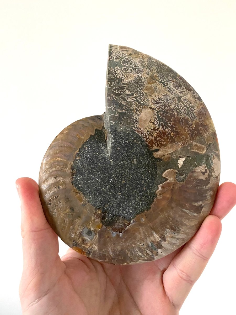 5.80" Ammonite Fossil, Cleoniceras species (2 - sides, cut and polished) - FossilsAndMore