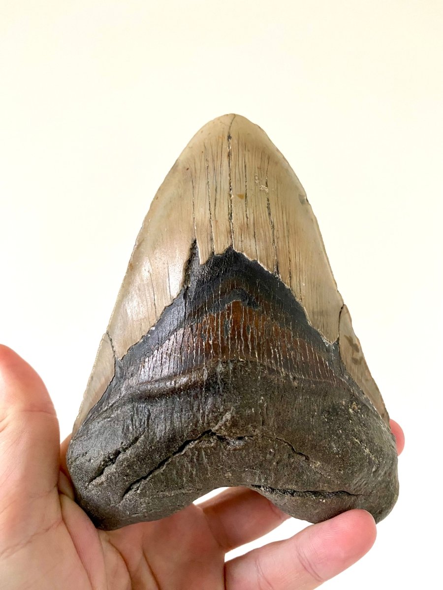 5.83" Megalodon tooth fossil from USA - FossilsAndMore