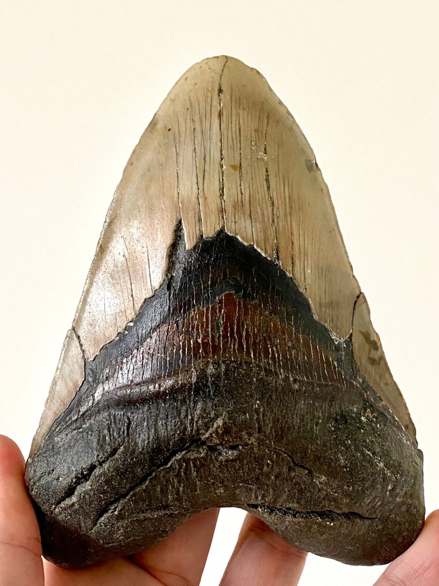 5.83" Megalodon tooth fossil from USA - FossilsAndMore