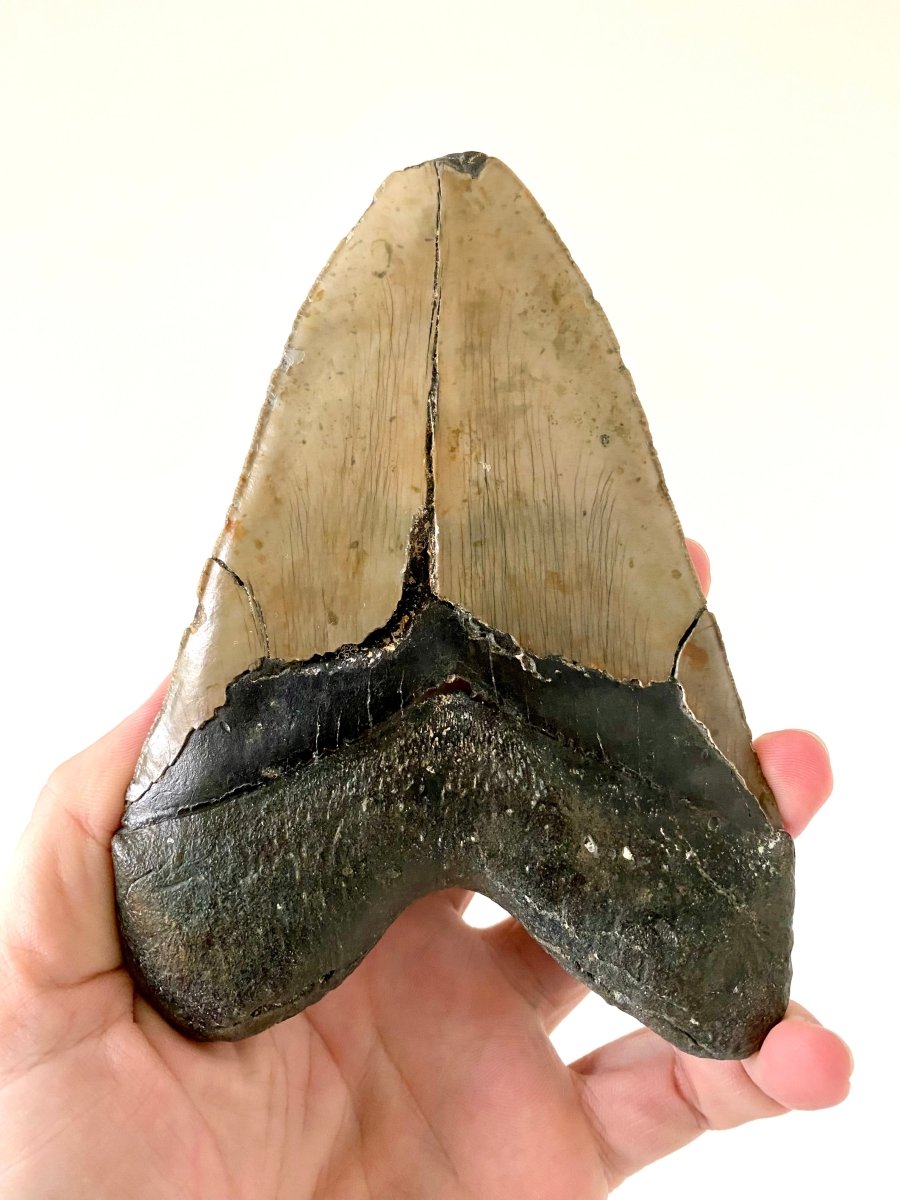 5.83" Megalodon tooth fossil from USA - FossilsAndMore