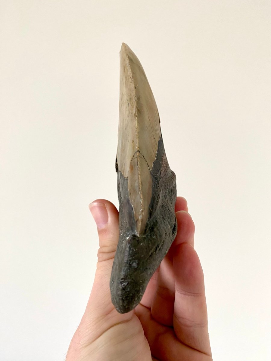 5.83" Megalodon tooth fossil from USA - FossilsAndMore