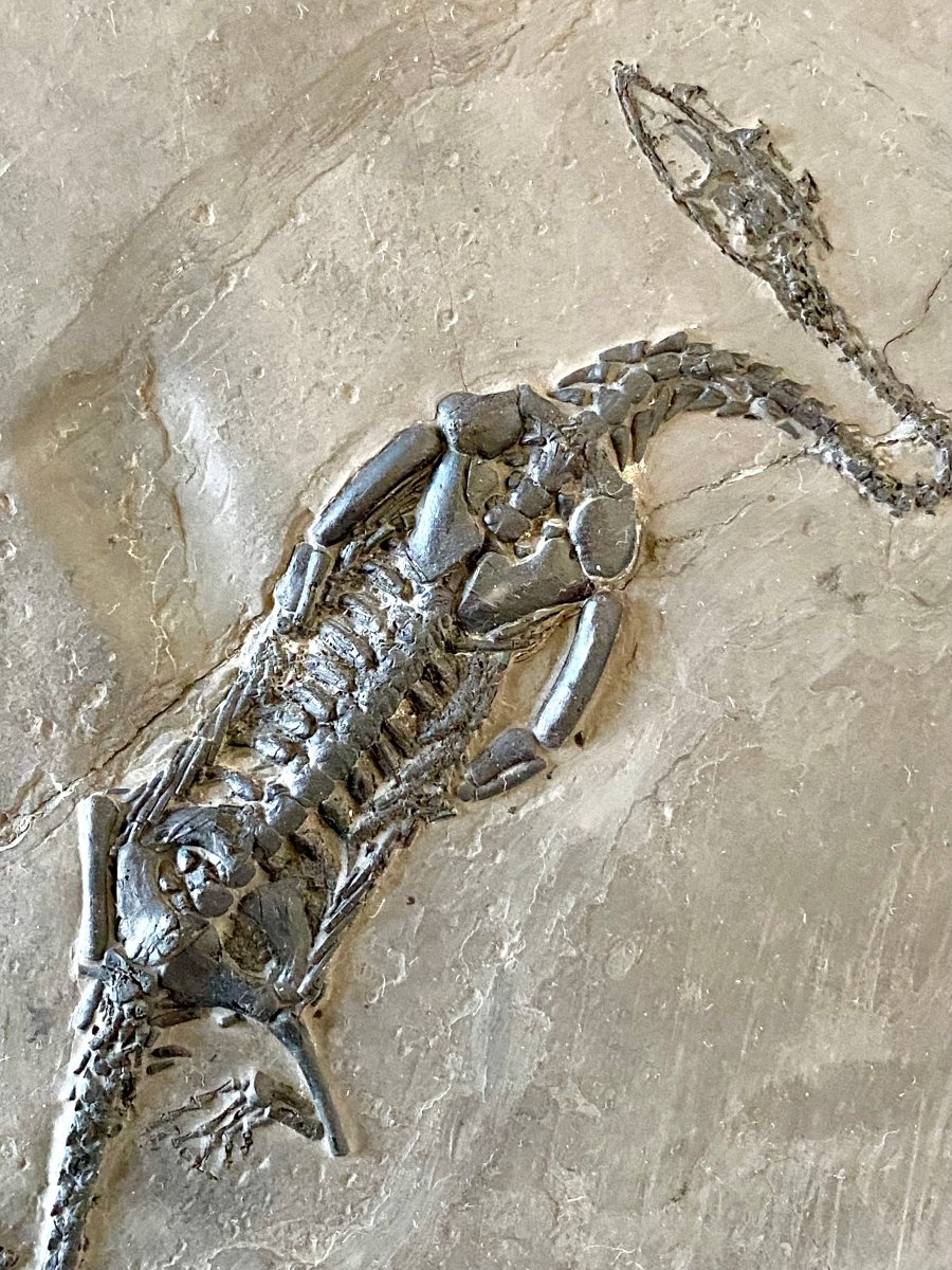 5.96" Keichousaurus Hui fossil, marine reptile - FossilsAndMore