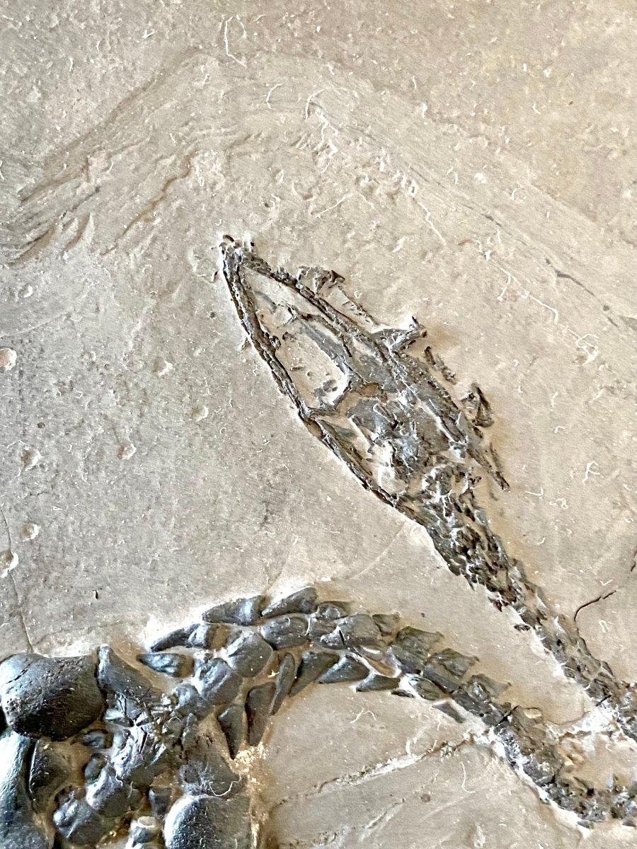 5.96" Keichousaurus Hui fossil, marine reptile - FossilsAndMore