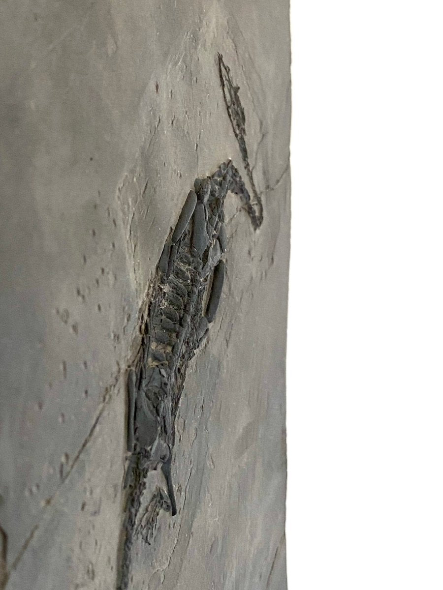 5.96" Keichousaurus Hui fossil, marine reptile - FossilsAndMore