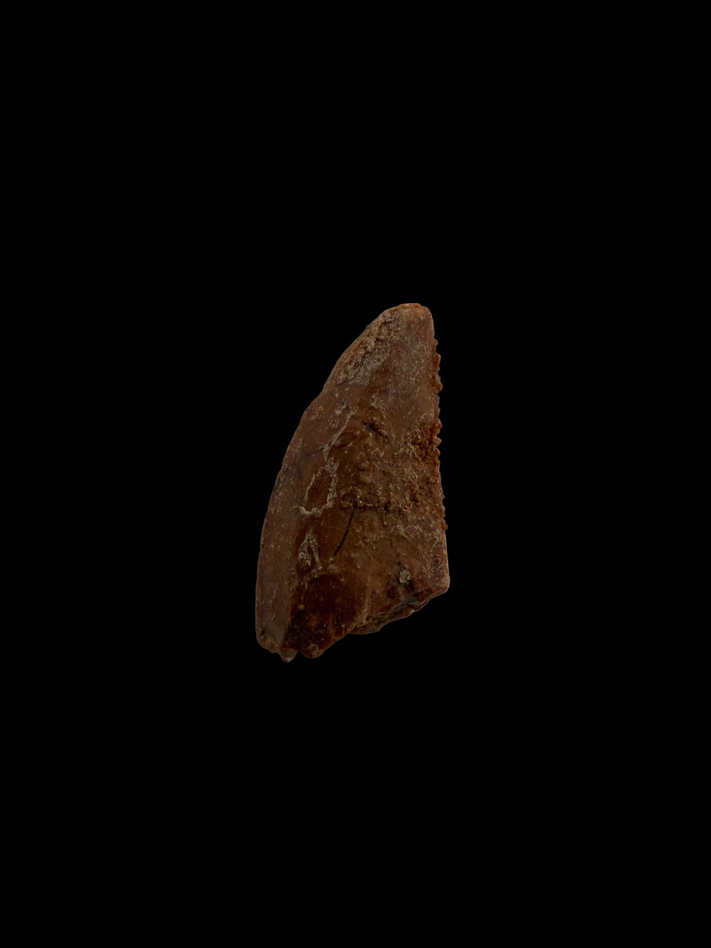 Abelisaurid fossil dinosaur tooth from Kem Kem, Morocco (0.50")