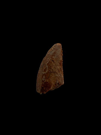 Abelisaurid fossil dinosaur tooth from Kem Kem, Morocco (0.50")