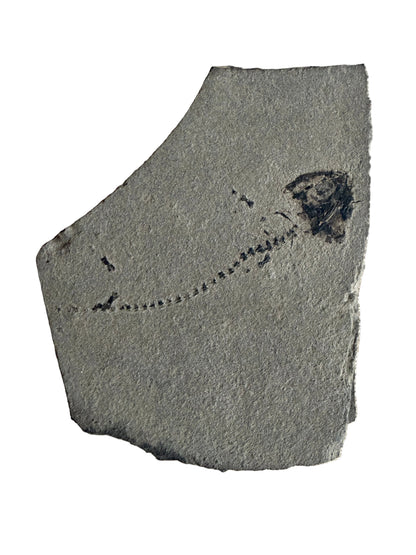 Permian temnospondyl Amphibian Fossil from Germany | 1.73"