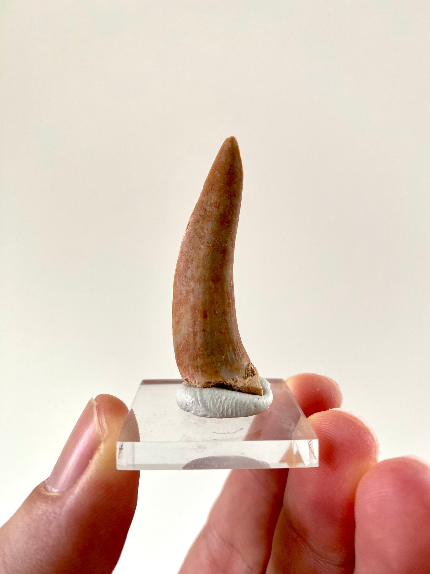 Enchodus Libycus fossil tooth