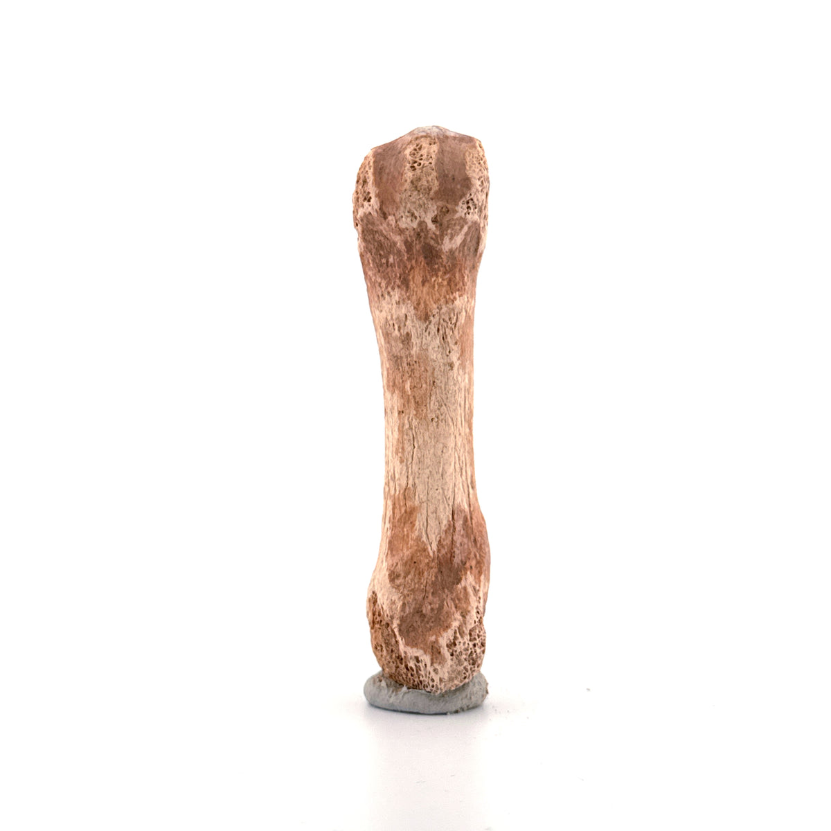 Cave Bear (Ursus spelaeus) Metacarpal from Pleistocene, Romania | 3.11"