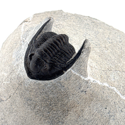Devonian Proetid Trilobite from Morocco | 1"