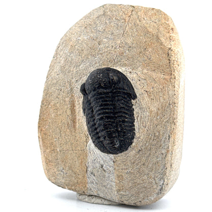 Gerastos granulosus Devonian Trilobite Fossil from Morocco (A025)