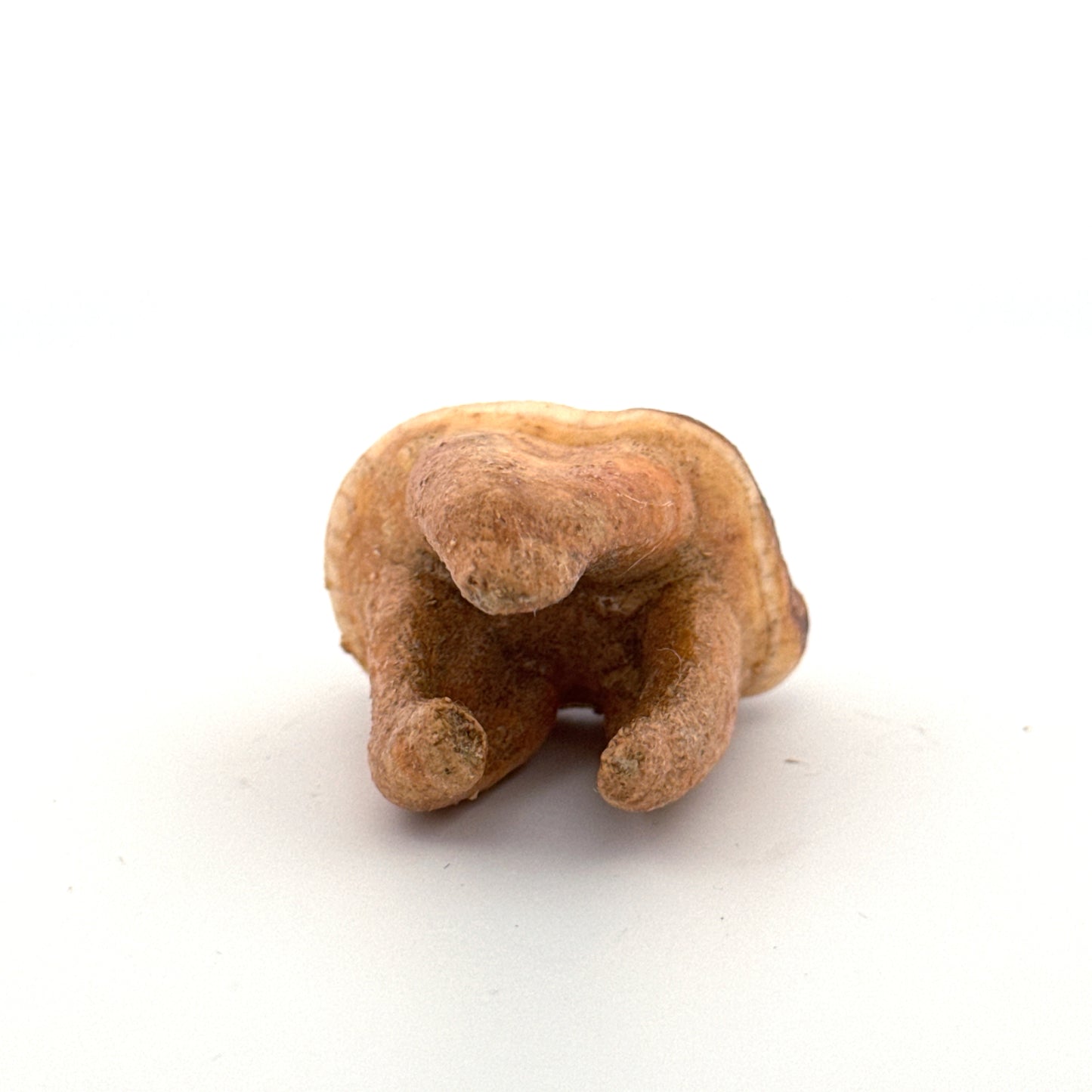 Cave Bear (Ursus spelaeus) molar from pleistocene, Rumania (1.41")