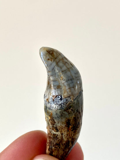 Cave Bear Incisor from Poland