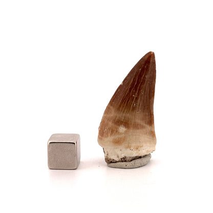 Mosasaur tooth fossil from Late Cretaceous, Morocco | 1.47"