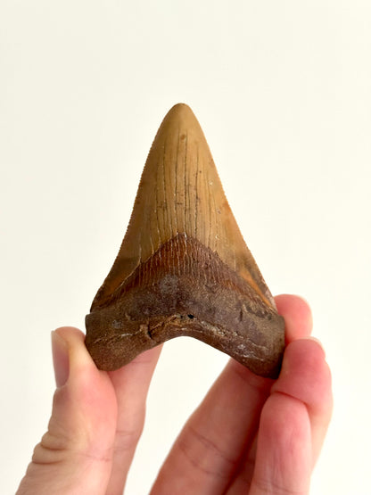 Megalodon tooth fossil (3.19") - Miocene, USA