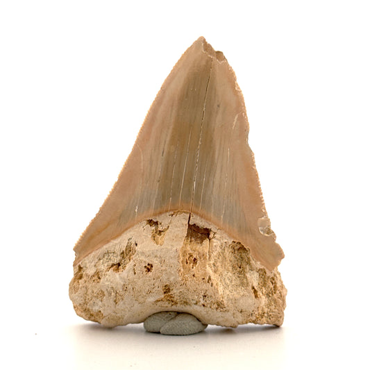 Megalodon Tooth Fragment from Italy | 2.68"