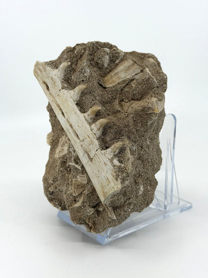 Halisaurus Arambourgi Kaakfragment met 5 Tanden op Matrix – Marokko