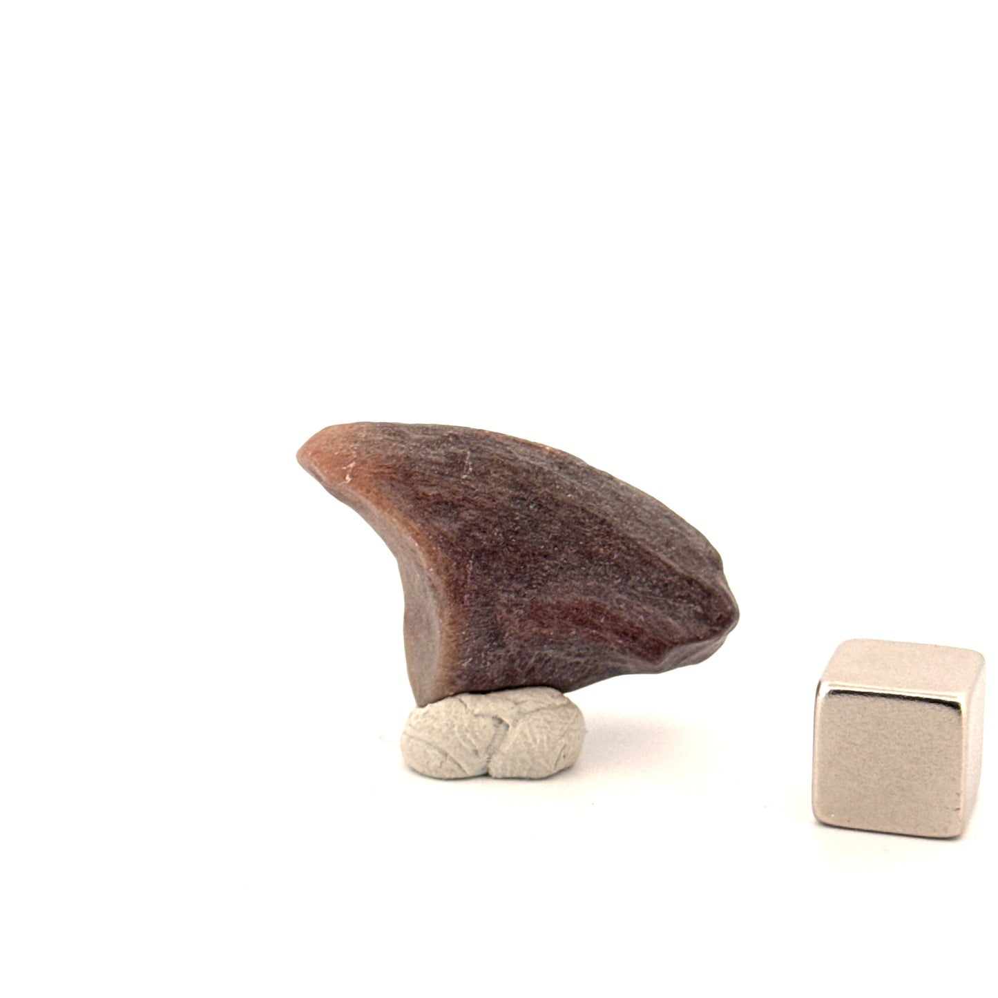 Partial Theropod Dinosaur Claw from Niger (1.26")