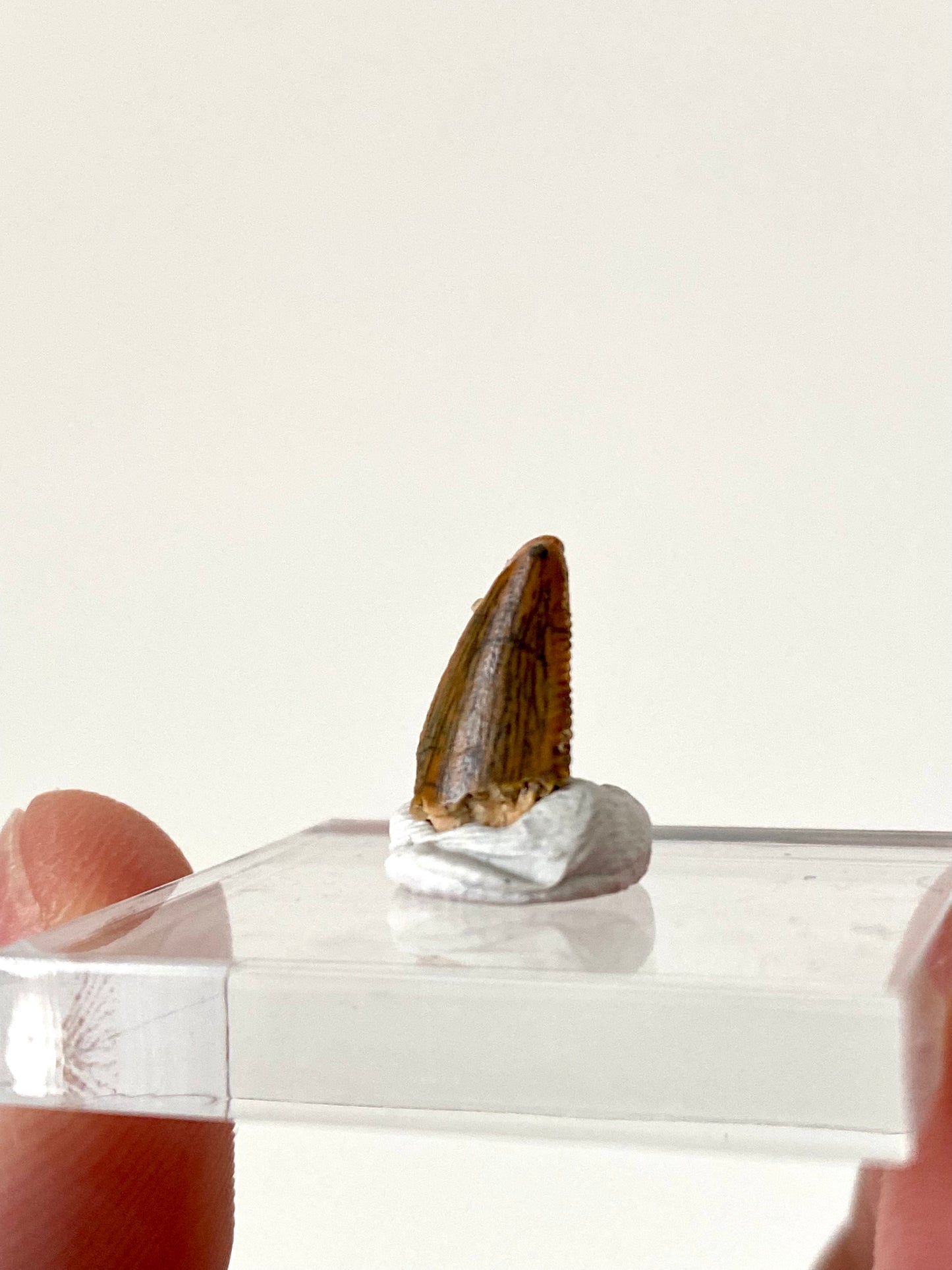 Abelisaurus fossil tooth, "raptor like" dino species