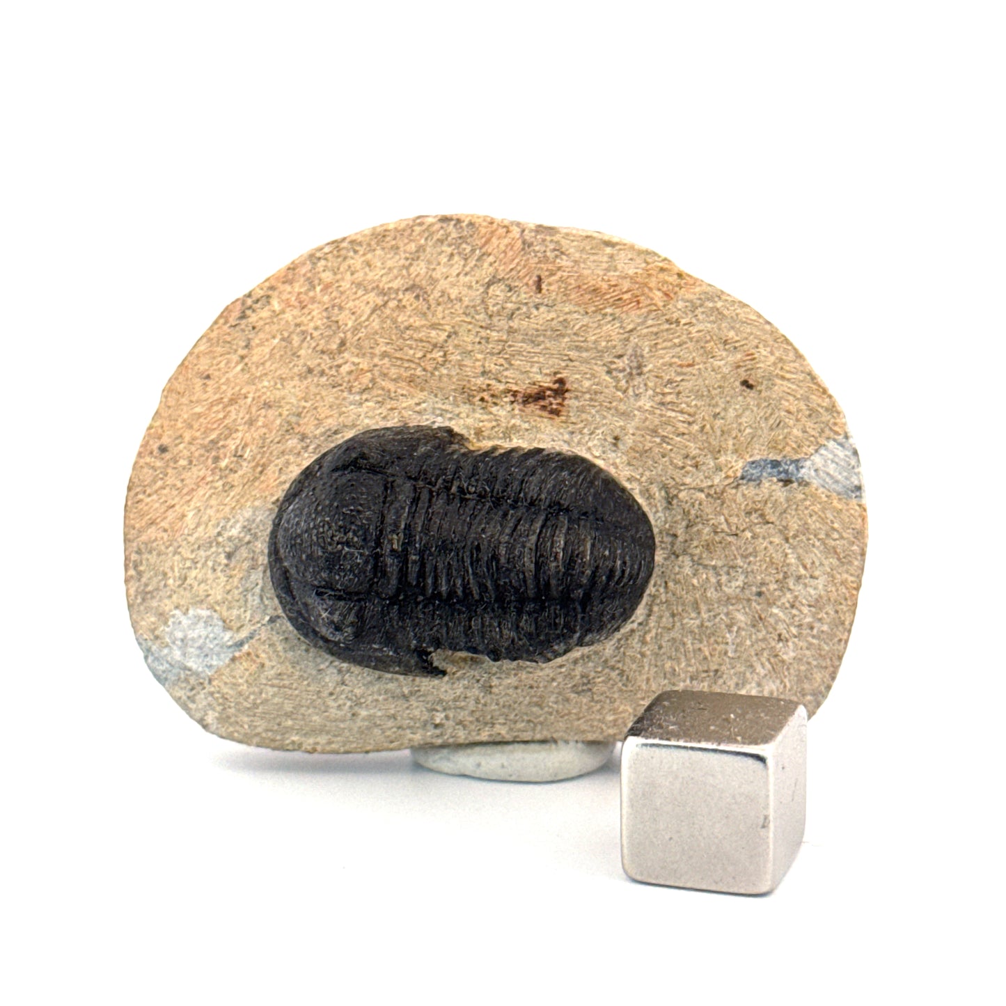 Gerastos granulosus Devonian Trilobite Fossil from, Morocco (A011)