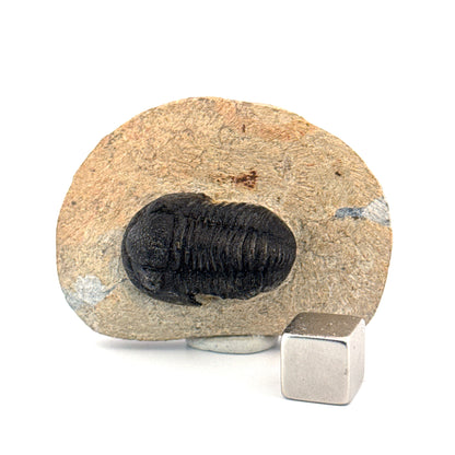 Gerastos granulosus Devonian Trilobite Fossil from, Morocco (A011)