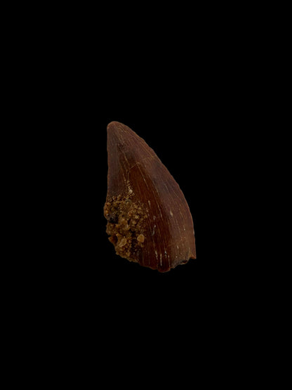 Abelisaurid fossil dinosaur tooth from Kem Kem, Morocco (0.54")