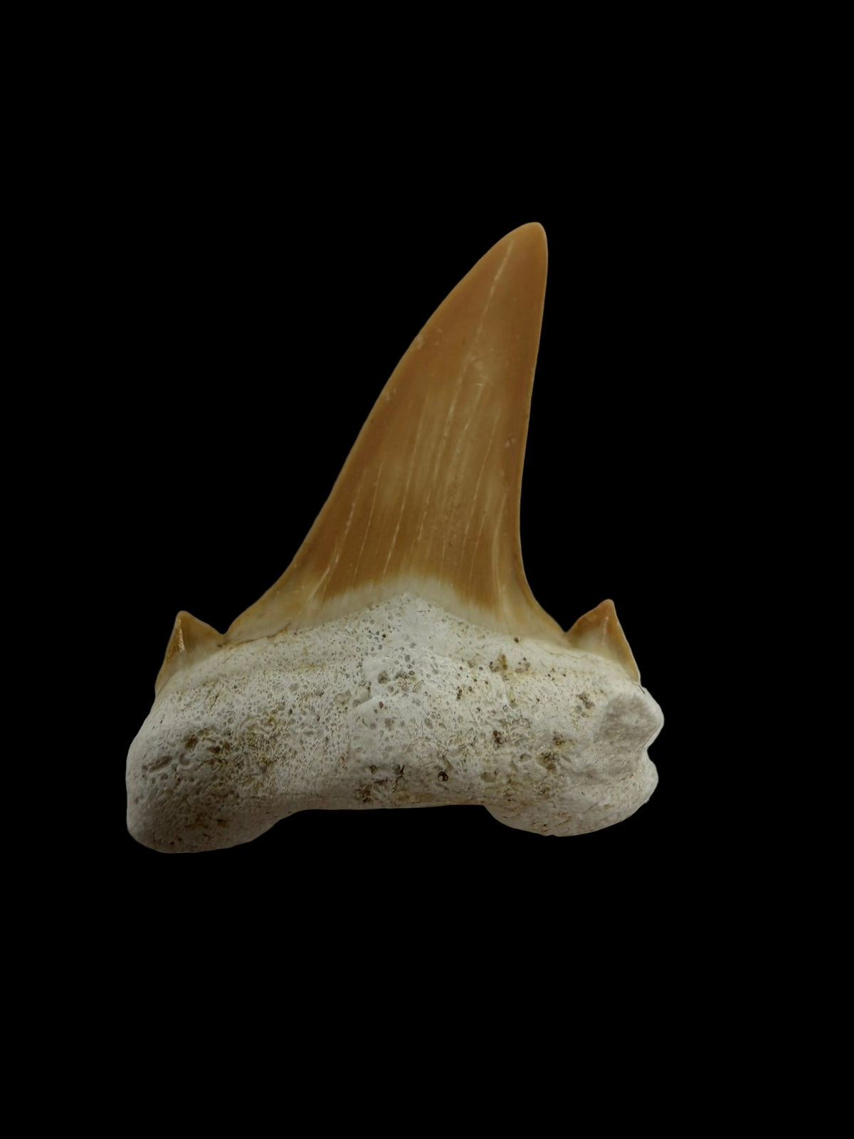 Otodus obliquus fossiele haaientand uit het Eoceen, Marokko | 1,69 inch