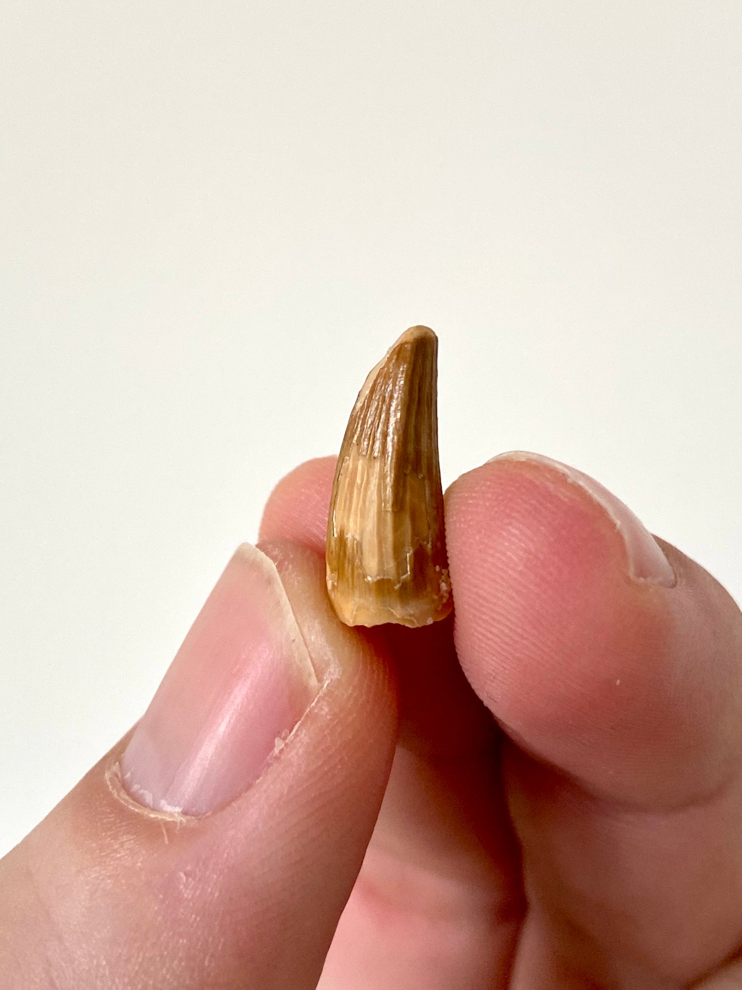 Crocodile species fossil tooth from Morocco