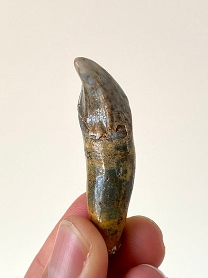 Cave Bear Incisor from Poland