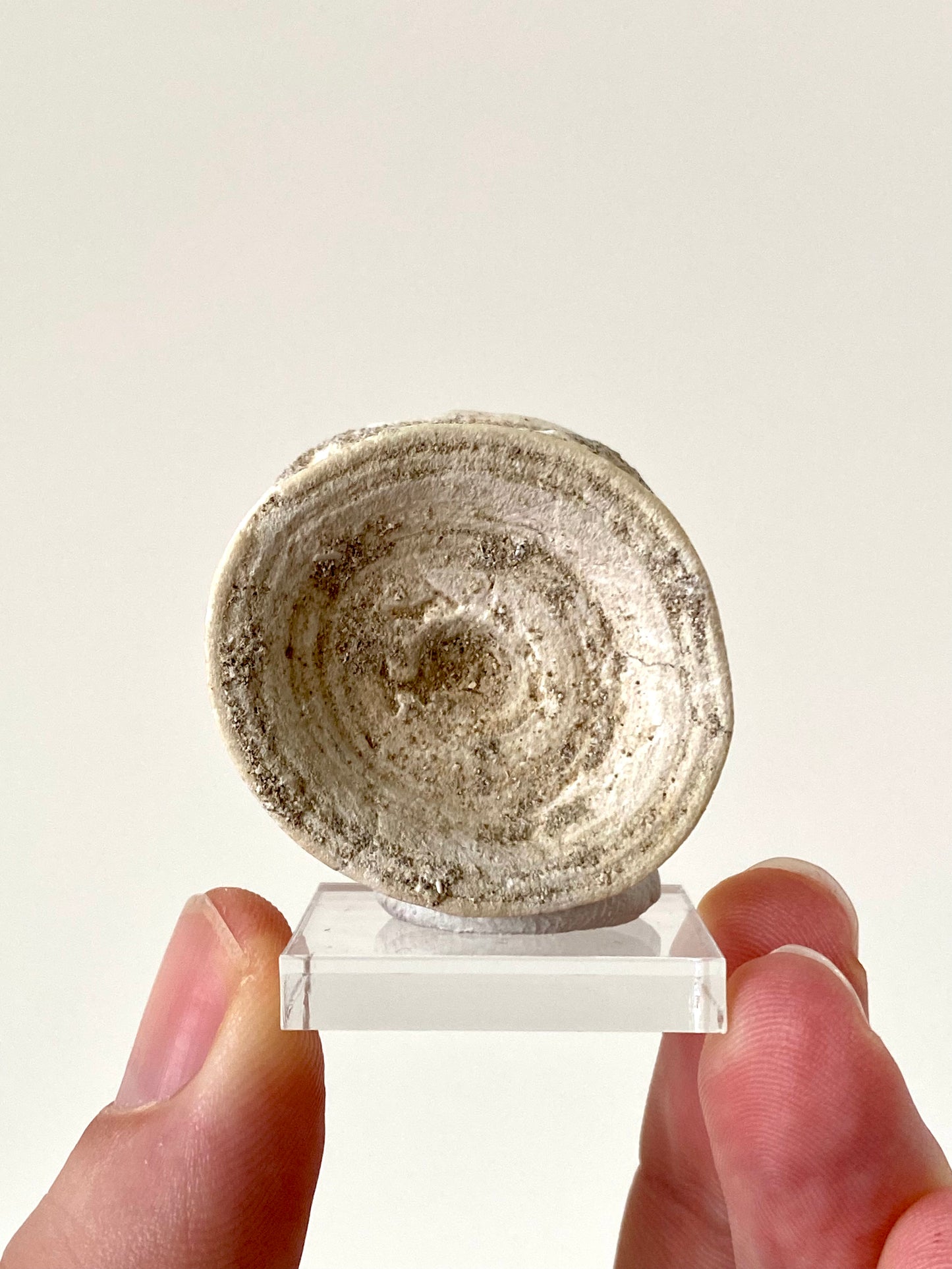 Otodus obliquus fossil vertebra