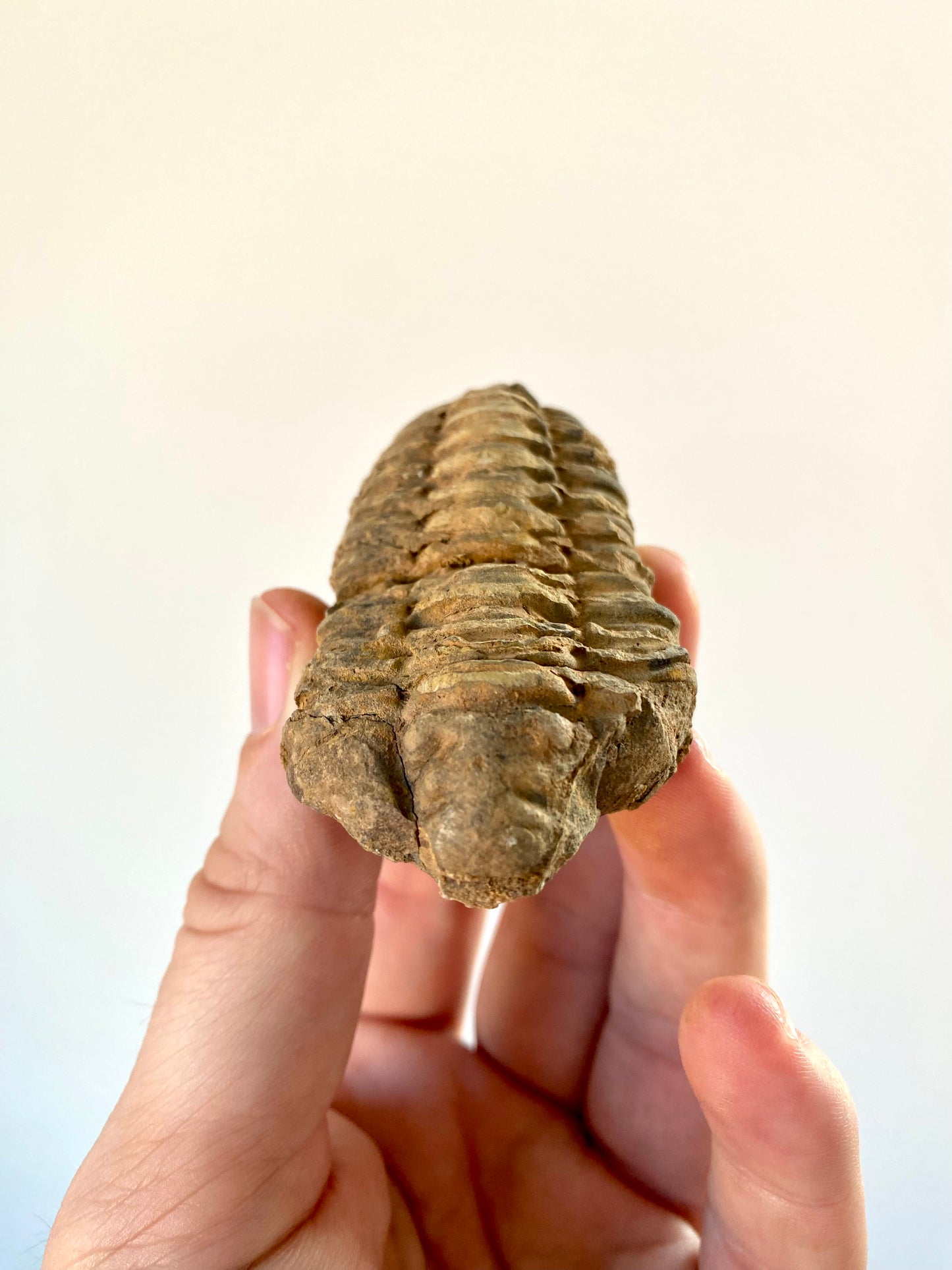 Calymene Trilobite fossil