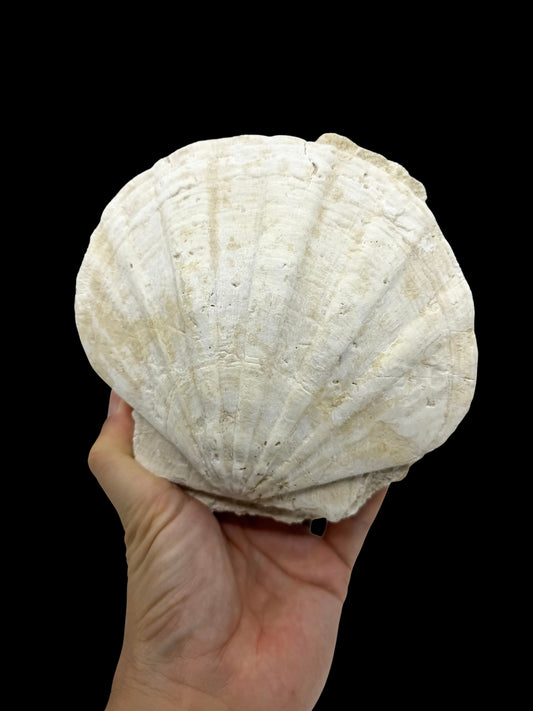 Gigantopecten fossiele schelp – Mioceen, Frankrijk (6.30 inch)